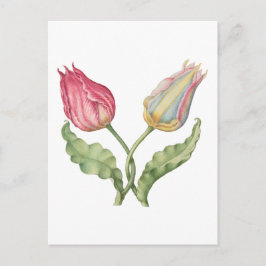 Postal Flor de ilustracion botánico vintage Tulip