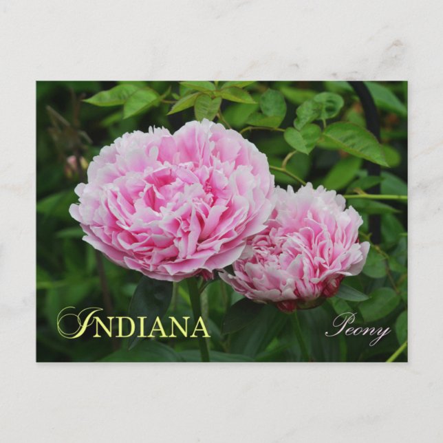 Postal Flor de Indiana State: Peony (Anverso)