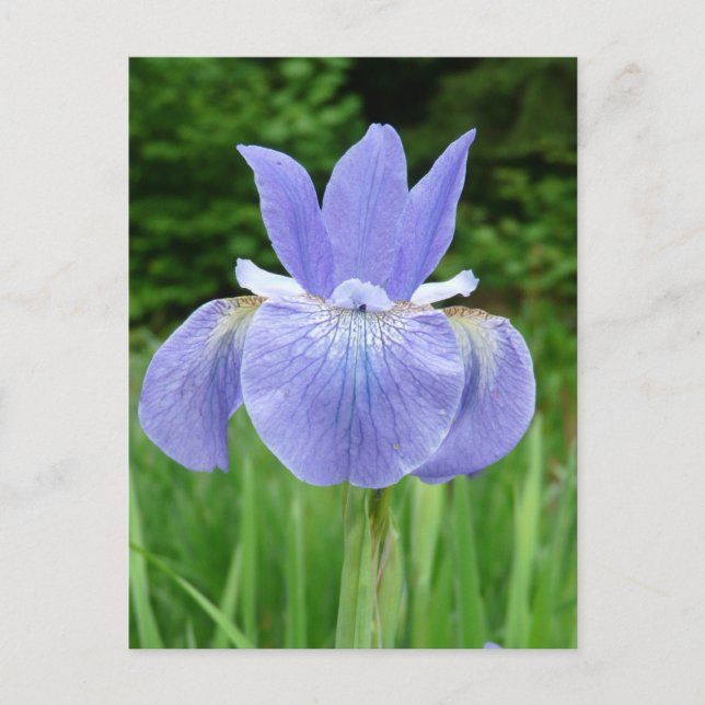 Postal Flor de iris azul índigo azul bonito Siberiana (Anverso)