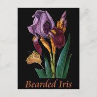 Flor de iris con barba