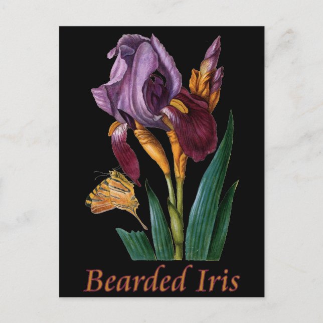 Postal Flor de iris con barba (Anverso)