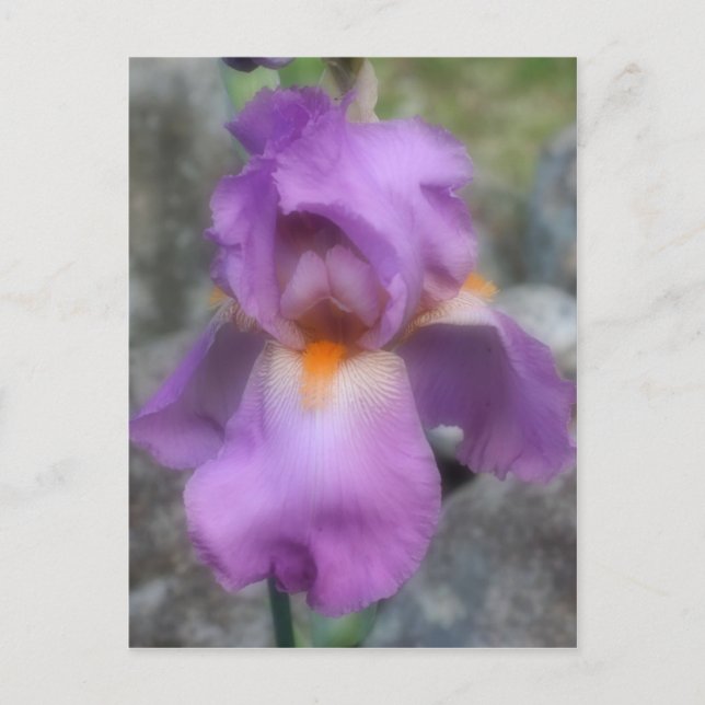 Postal Flor de iris con barrido de lavanda suave (Anverso)