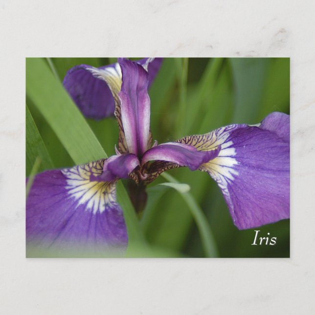 Postal Flor de iris morado (Anverso)