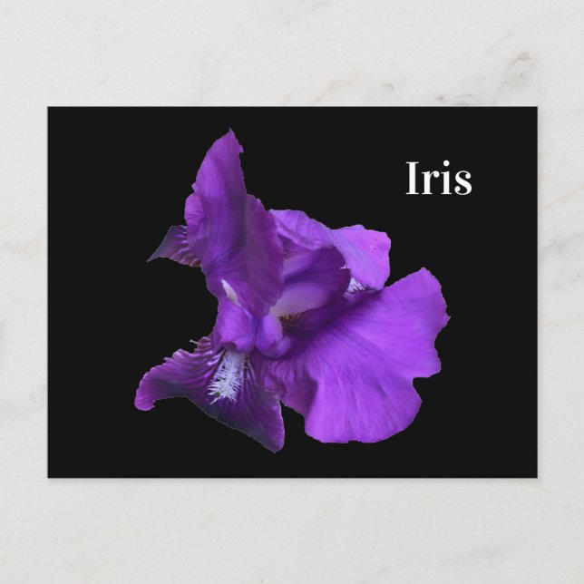Postal Flor de iris púrpura (Anverso)
