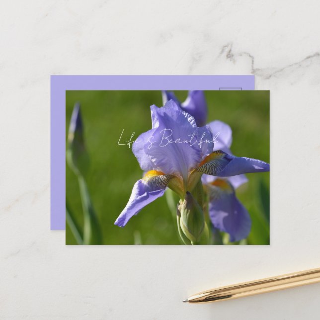 Postal Flor de Iris Púrpura (mi fotografía) (Anverso/Reverso In Situ)