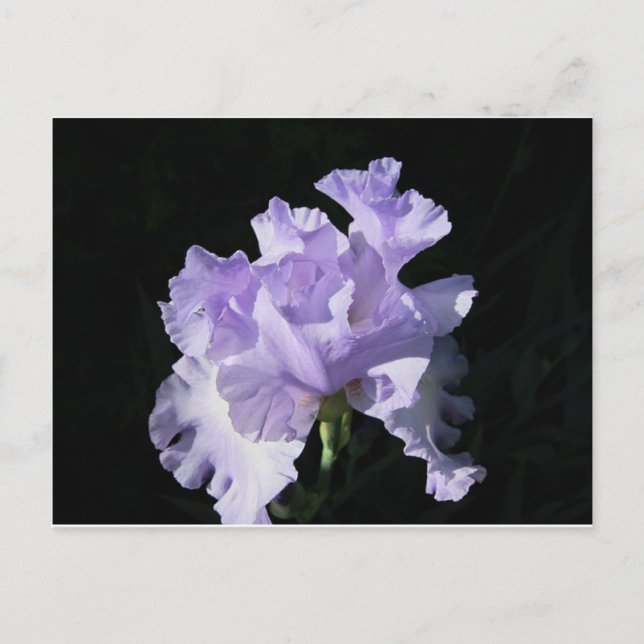 Postal Flor De Iris Púrpura Sobre Fondo Negro (Anverso)