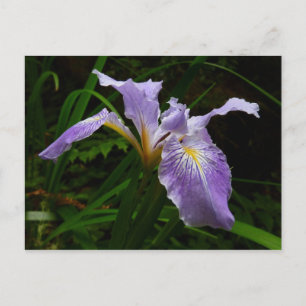 Postal Flor de Iris salvaje Morado Floral