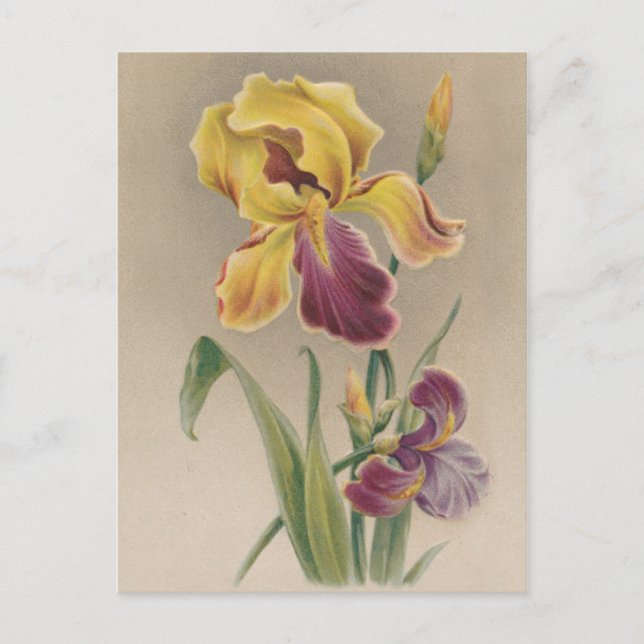 Postal Flor de iris vintage (Anverso)