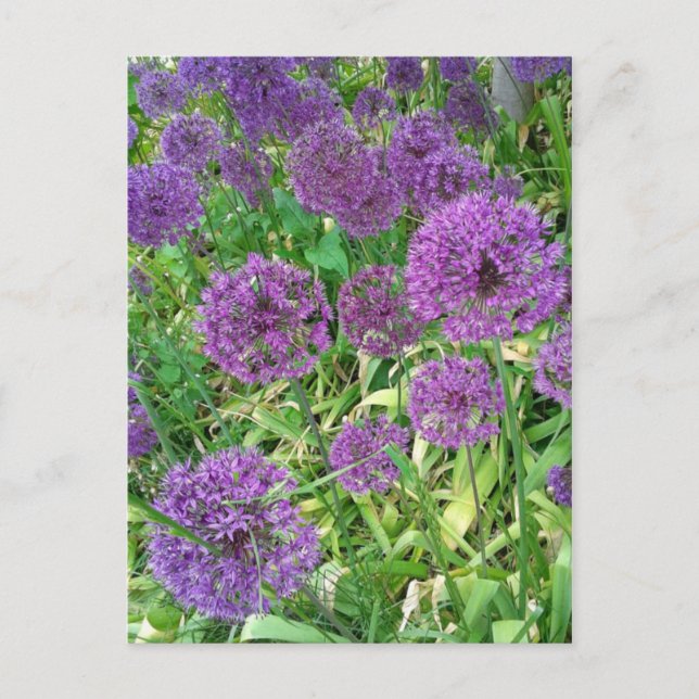 Postal Flor de jardín de Purple Alliums (Anverso)