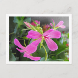 Postal flor de jardín, rosa