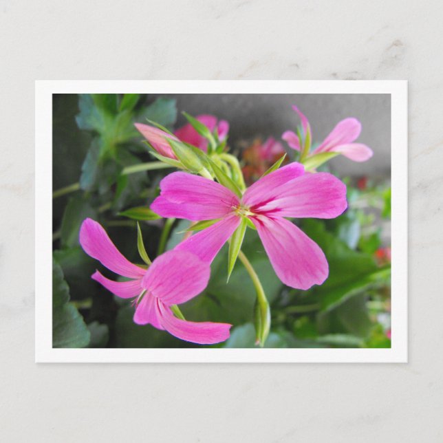 Postal flor de jardín, rosa (Anverso)