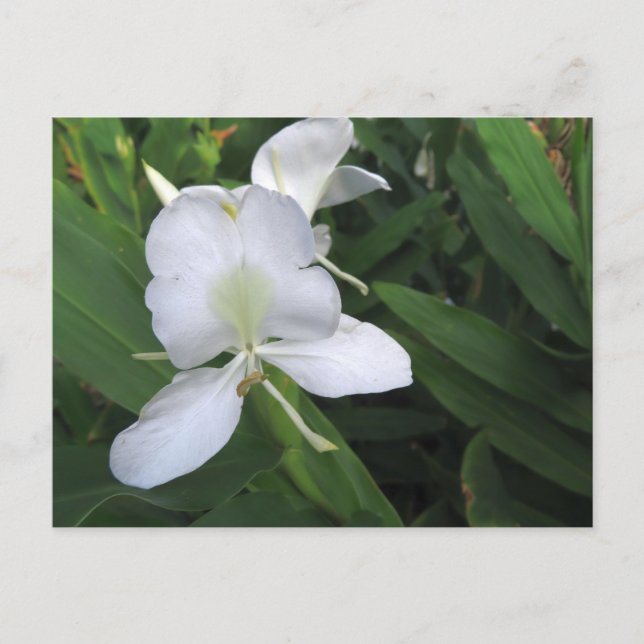 Postal Flor de jengibre blanco hawaiana (Anverso)