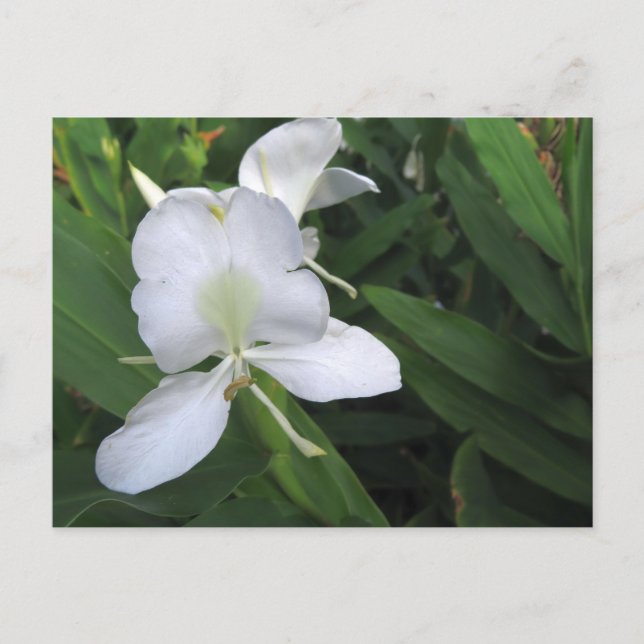 Postal Flor de jengibre blanco hawaiana (Anverso)