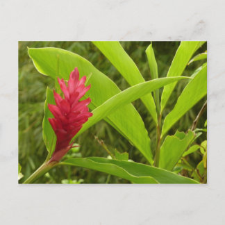 Postal Flor de jengibre rojo (Alpinia) Tropical