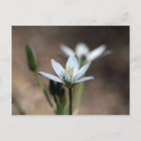 Flor de la estrella de Belén (ornithogalum umbella