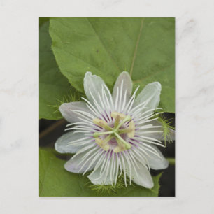 Postal Flor de la Pasión de Galápagos Passiflora foetida