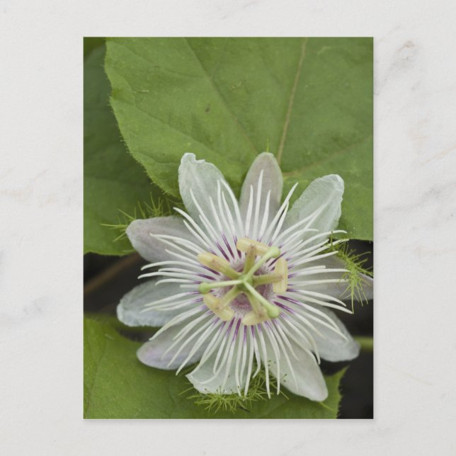 Postal Flor de la Pasión de Galápagos Passiflora foetida (Anverso)