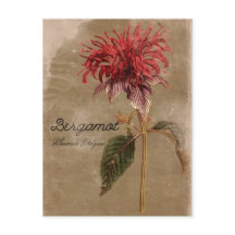 Flor de la planta de Bergamot de estilo vintage