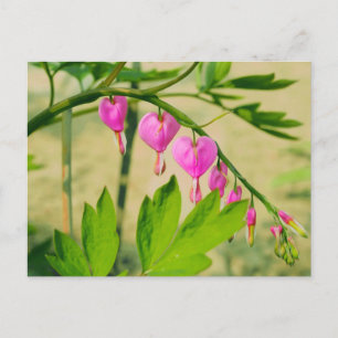 Postal Flor de Lamprocapnos corazón sangrante asiático