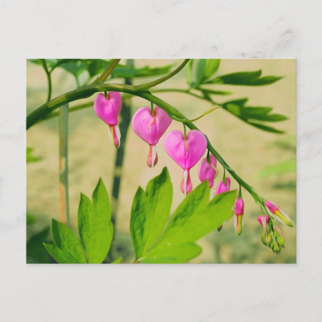 Postal Flor de Lamprocapnos corazón sangrante asiático (Anverso)
