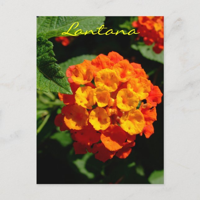 Postal Flor de Lantana (Anverso)
