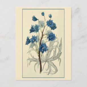 Postal Flor de Larkspur Azul vintage