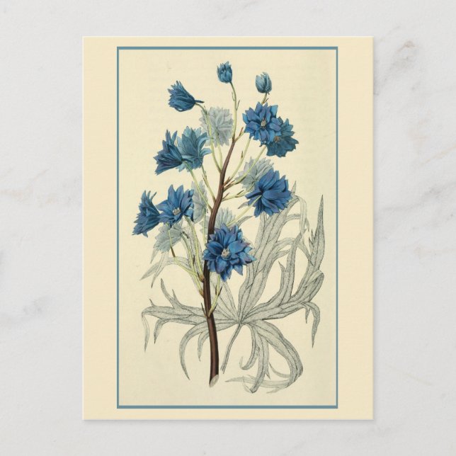 Postal Flor de Larkspur Azul vintage (Anverso)