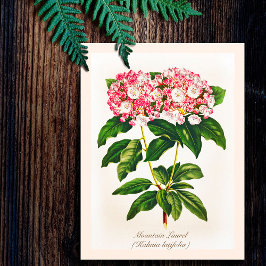 Postal Flor de Laurel Botánico Vintage