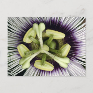 Postal Flor de Lilikoi