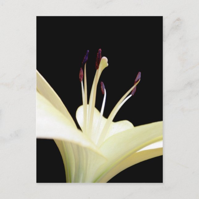 Postal Flor de Lily Blanca Lilies Flowers Foto (Anverso)