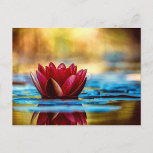 Postal Flor de Lily Lotus Water