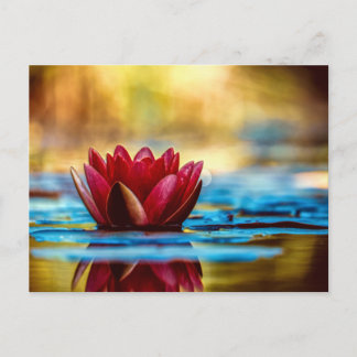 Postal Flor de Lily Lotus Water