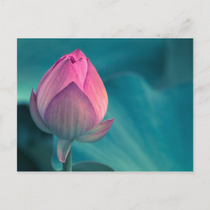 Postal Flor de Lily Water