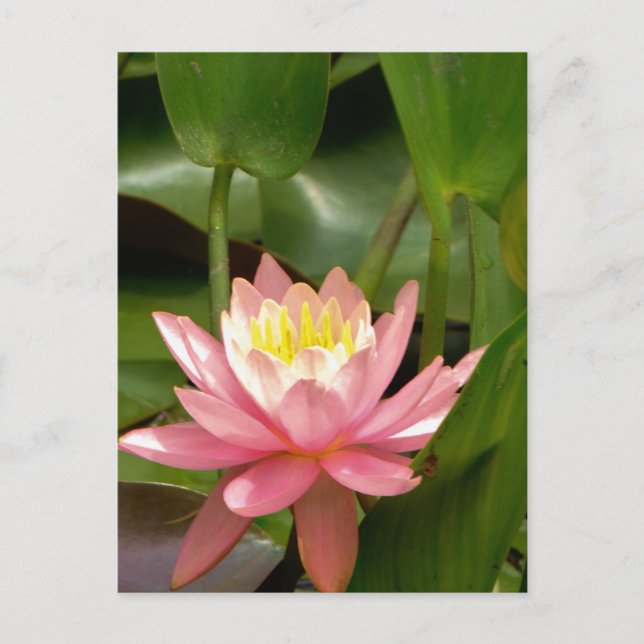 Postal Flor de lirio de agua de loto rosa (Anverso)
