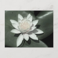 flor de lirio de agua rosa claro blanco