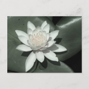 Postal flor de lirio de agua rosa claro blanco