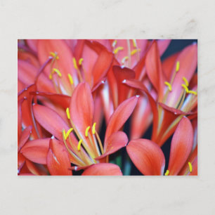 Postal Flor de lirio de Clivia y origen