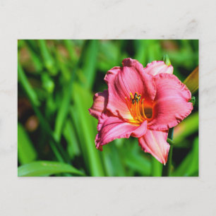 Postal Flor de lirio vivo