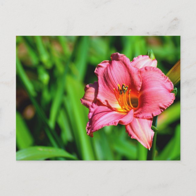 Postal Flor de lirio vivo (Anverso)