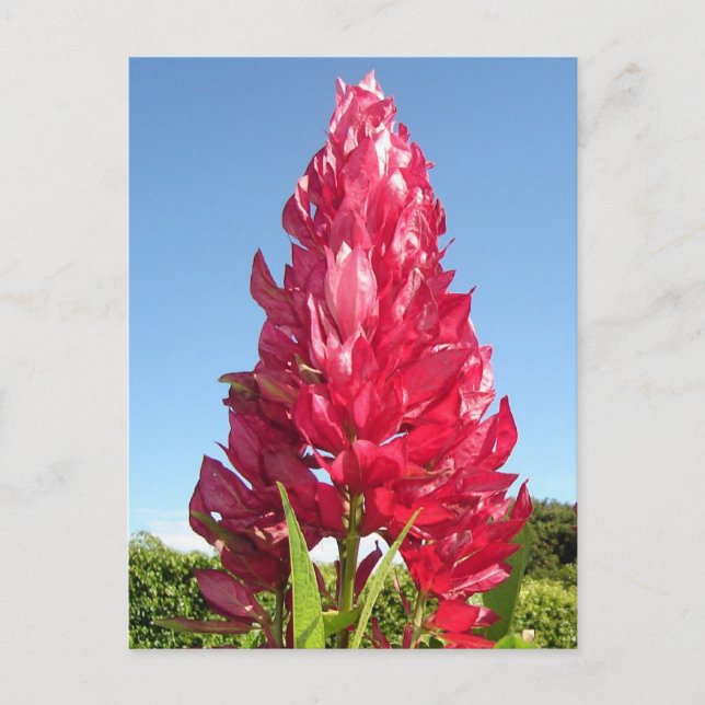 Postal Flor de llama (vertical) (Anverso)