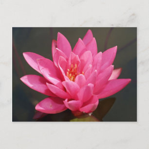 Postal flor de loto