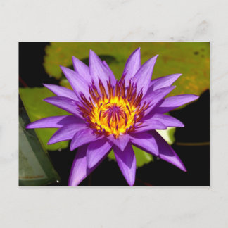 Postal flor de loto