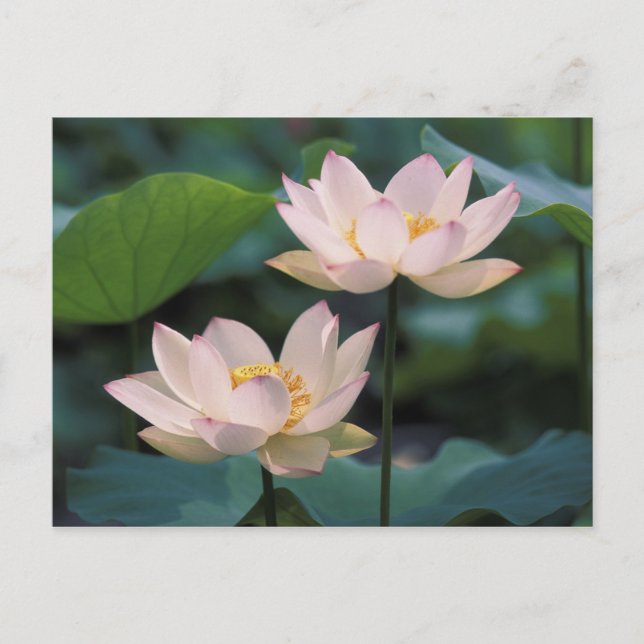 Postal Flor de loto en flor, China (Anverso)