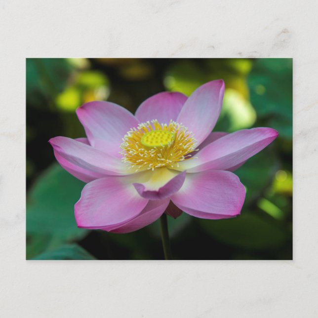 Postal Flor de loto florecida, Indonesia (Anverso)