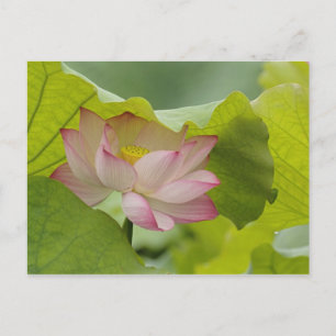 Postal Flor de loto, Nelumbo nucifera, China