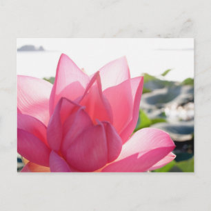 Postal Flor de loto [Nelumbo speciosum] en plena floració