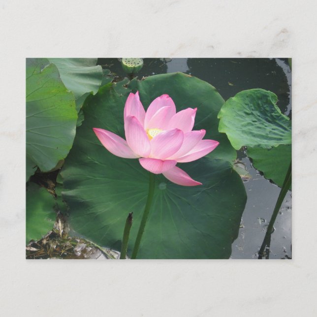 Postal Flor de Lotus (Anverso)