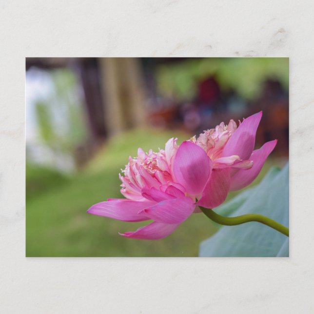 Postal Flor de Lotus (Anverso)