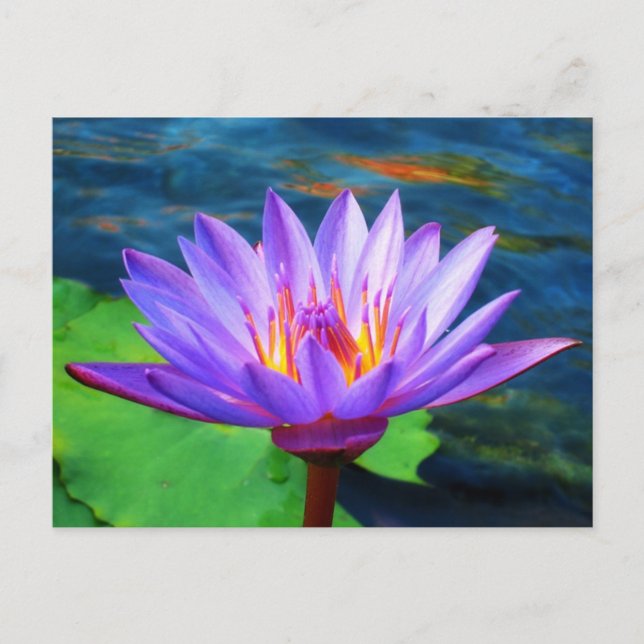 Postal Flor de Lotus (Anverso)