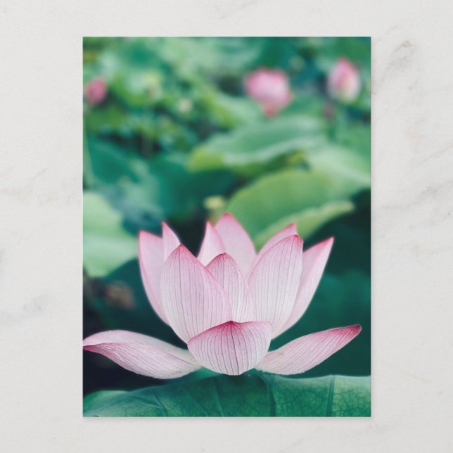 Postal Flor de Lotus (Anverso)